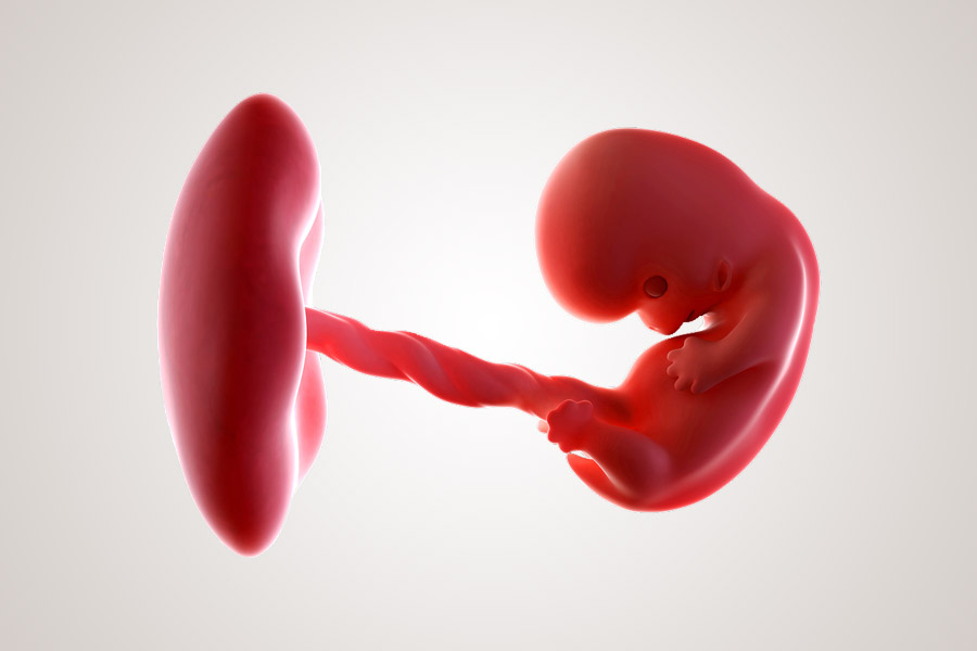 08.-Embryo-na-acht-weken-zwanger1.jpg
