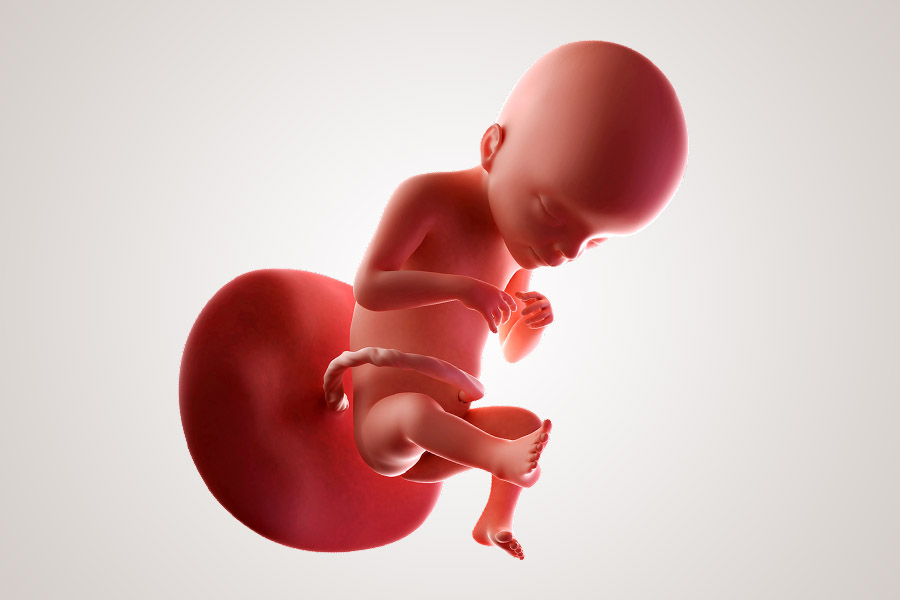 Afbeeldingsresultaat voor foetus 21 weken