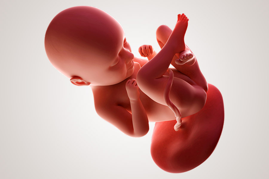 Första trimestern: Vad väntar på framtida mamma - - Baktérium 35 weken zwanger