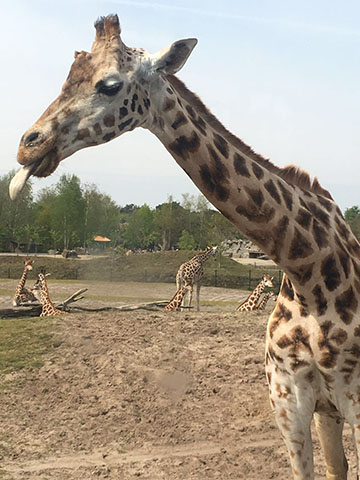 giraffe in safaripark beekse bergen