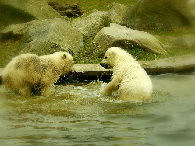 ijsbeertjes in dierenrijk