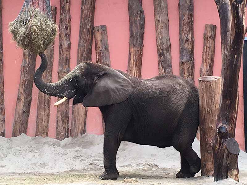 klein olifantje in safaripark beekse bergen
