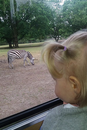 meisje kijkt uit raam safaribus naar zebra