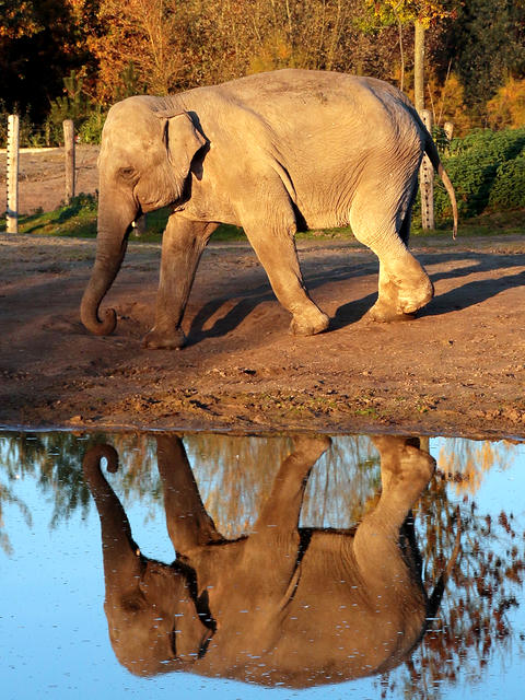 olifantje dierenrijk